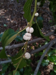Coniodictyum chevalieri