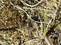 Andrena labiata