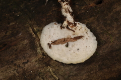 Tyromyces galactinus