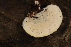 Tyromyces galactinus