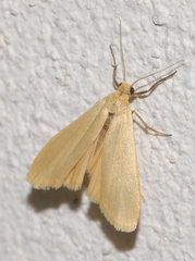 Eilema pygmaeola