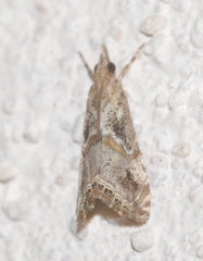 Euchromius cambridgei