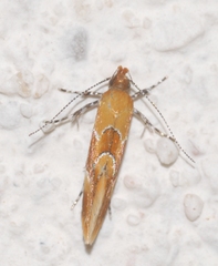 Epicallima formosella