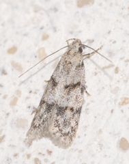 Symmoca signatella
