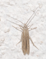 Coleophora texanella