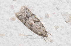 Symmoca signatella