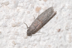 Cadra figulilella
