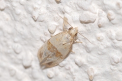 Phalonidia contractana