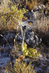 Lichtensteinia lacera