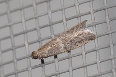 Ephestia woodiella