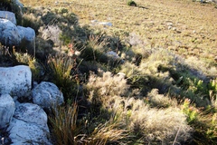 Pseudopentameris macrantha