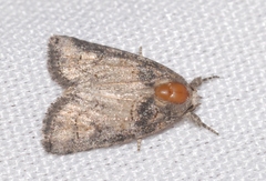 Bryophila vandalusiae