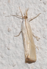 Xanthocrambus delicatellus