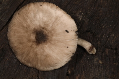 Pluteus saupei