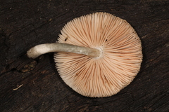 Pluteus saupei