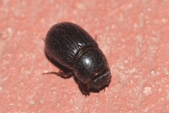 Ammoecius elevatus