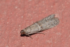 Cadra figulilella