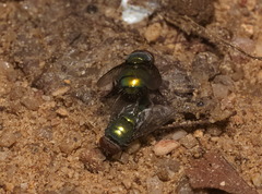 Luciliinae