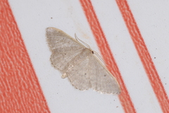 Idaea distinctaria