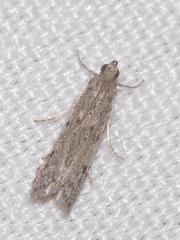 Phycitodes albatella