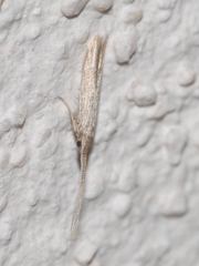 Coleophora texanella