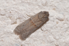Cadra figulilella