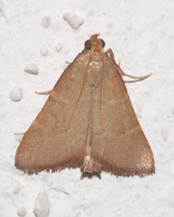 Hypsopygia incarnatalis