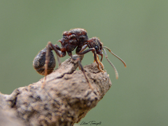 Acromyrmex