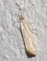 Xanthocrambus delicatellus