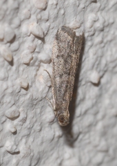 Ephestia woodiella