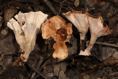 Podoscypha ravenelii