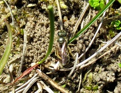 Halictus tumulorum