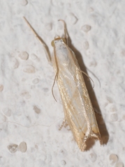 Xanthocrambus delicatellus