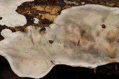 Skeletocutis semipileata