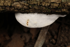 Skeletocutis semipileata