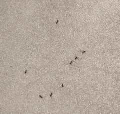 Paratrechina longicornis