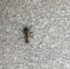 Paratrechina longicornis