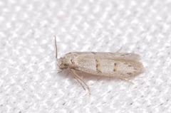 Symmocoides oxybiella