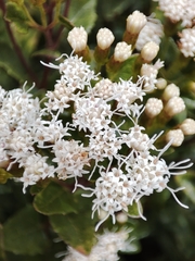 Ageratina riparia