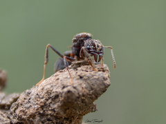 Acromyrmex