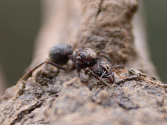 Acromyrmex