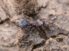 Acromyrmex