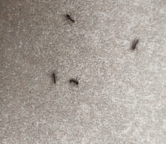 Paratrechina longicornis