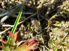 Halictus tumulorum