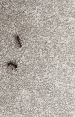 Paratrechina longicornis