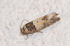 Epinotia thapsiana