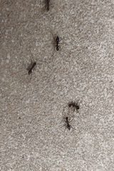 Paratrechina longicornis