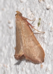 Hypsopygia incarnatalis