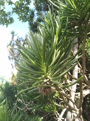Senecio barbertonicus