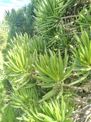 Senecio barbertonicus
